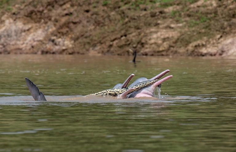 Captan a dos delfines de río jugando con una anaconda en un río boliviano