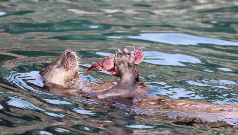 Sernapesca confirma primer caso de gripe aviar en un chungungo en Arica