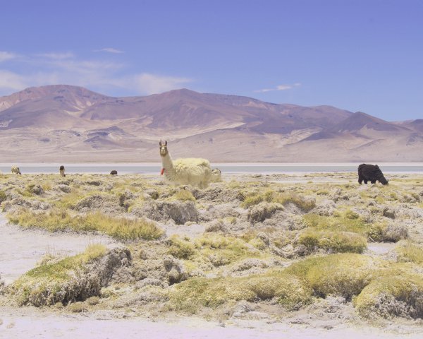 CONAF abre entrega de árboles en las provincias de Arica y Parinacota