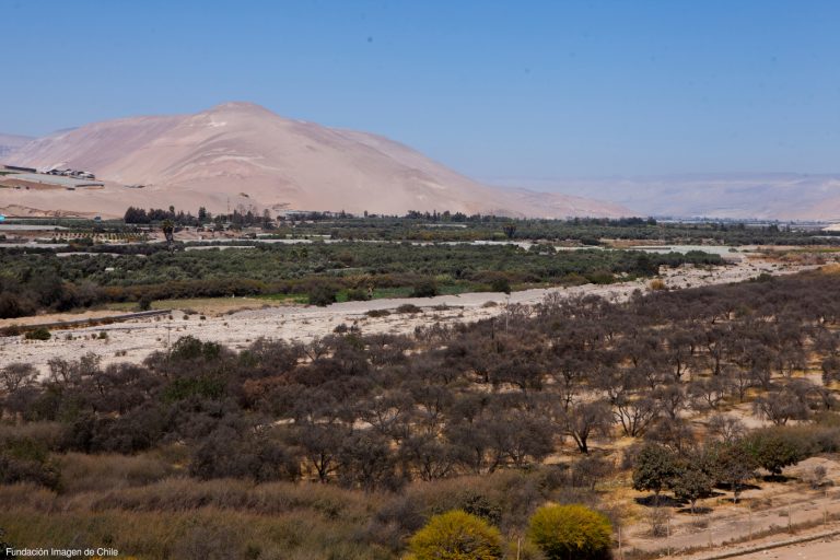 Las maravillas del Valle de Azapa