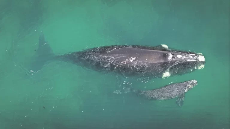 Inusual aumento de avistamientos de ballenas francas australes que pasan por Arica