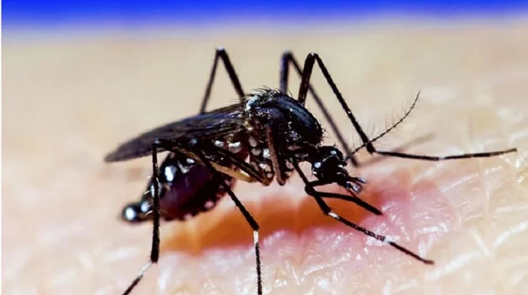 Cuatro focos siguen en Arica con presencia del mosquito Aedes Aegypti que provoca el dengue