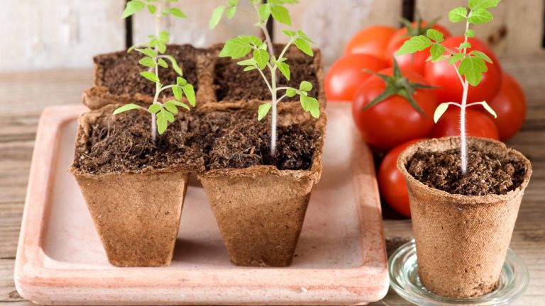 Como cultivar tomates en casa