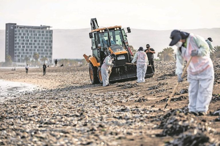 Masiva varazón de peces: investigan fenómeno en playa Chinchorro de Arica