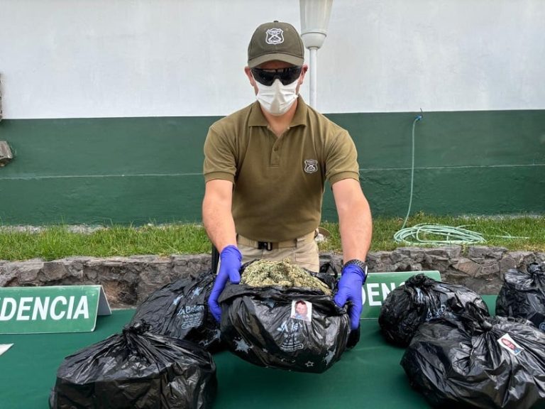 Can ‘Ken’ detectó 14 kilos marihuana Creepy en bus con ruta Iquique-Arica